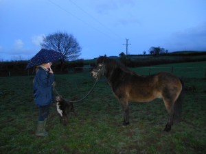 We devised many obstacle courses to get Galahad used to lots of scary things.