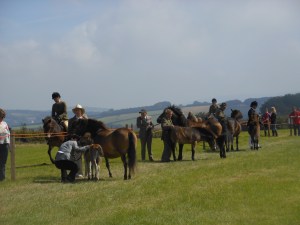 This obviously wouldn't be our class but look at the tiny foal!