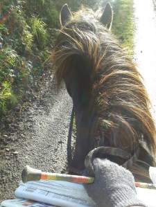 FB_IMG_1446390838248